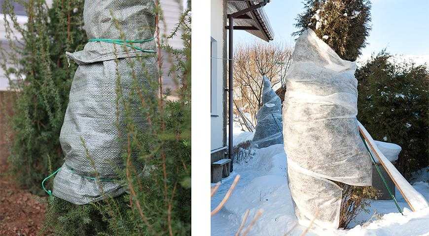 Зимний сад на балконе: от а до я