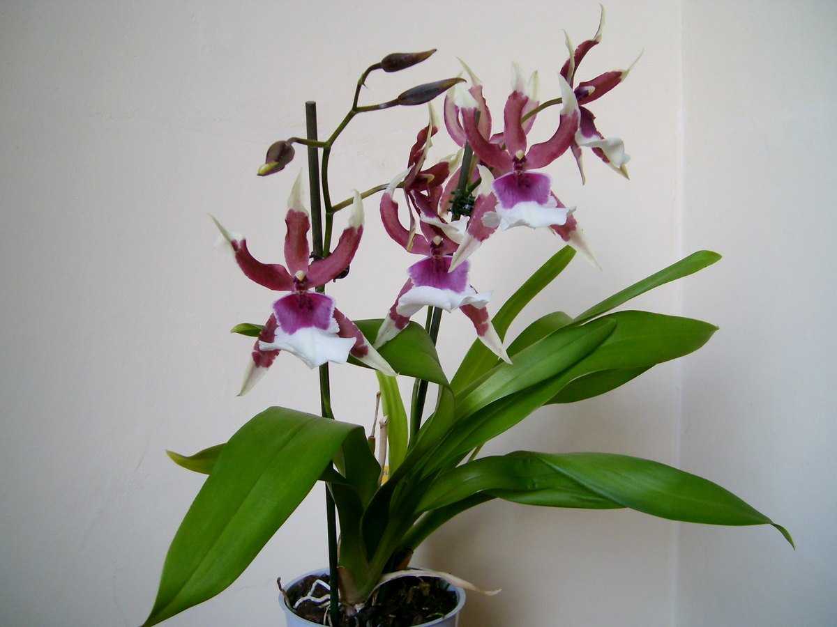Орхидея камбрия - уход в домашних условиях, размножение и фото