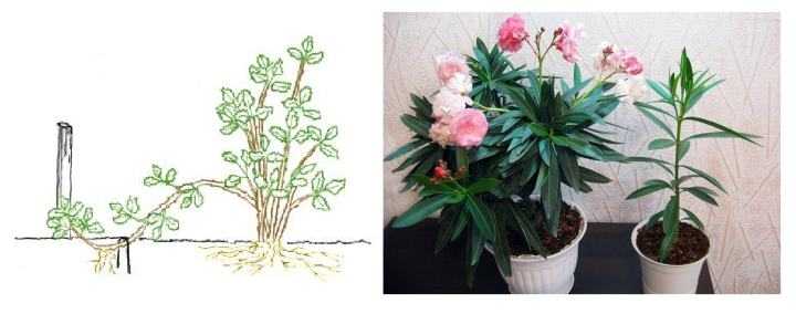 Комнатный цветок олеандр: основные виды, фото, полезные свойства, правила ухода, размножение и выращивание в открытом грунте. уход за комнатным олеандром