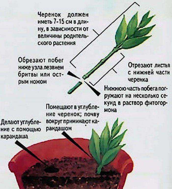 Цветок пуансетия: как ухаживать? :: syl.ru
