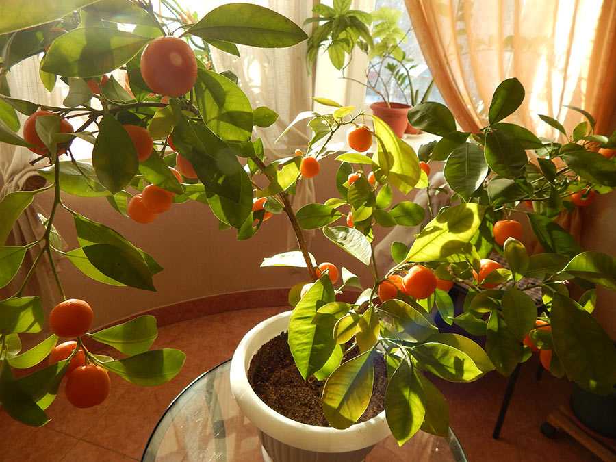 Как ухаживать за мандариновым деревом в горшке в домашних условиях
