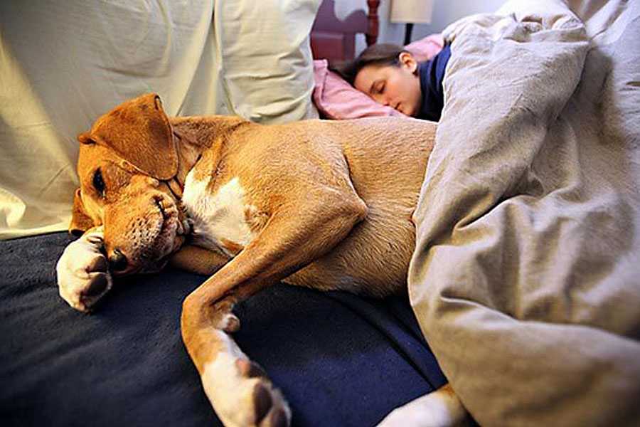 Почему собаки спят на кровати. Кровать для собаки. Сон животных.