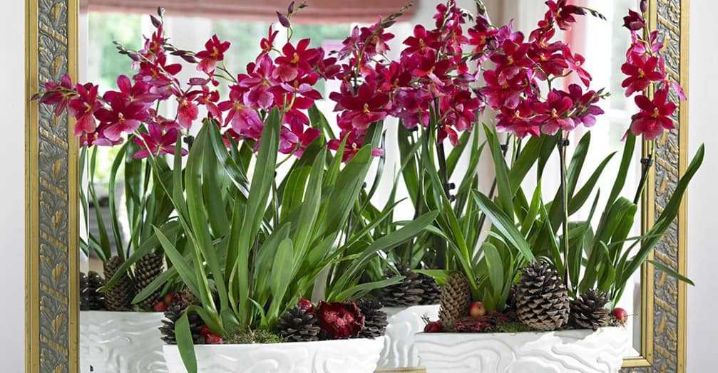 Орхидея камбрия: характеристика и особенности, оптимальные условия для выращивания, правила пересадки, рекомендации по уходу