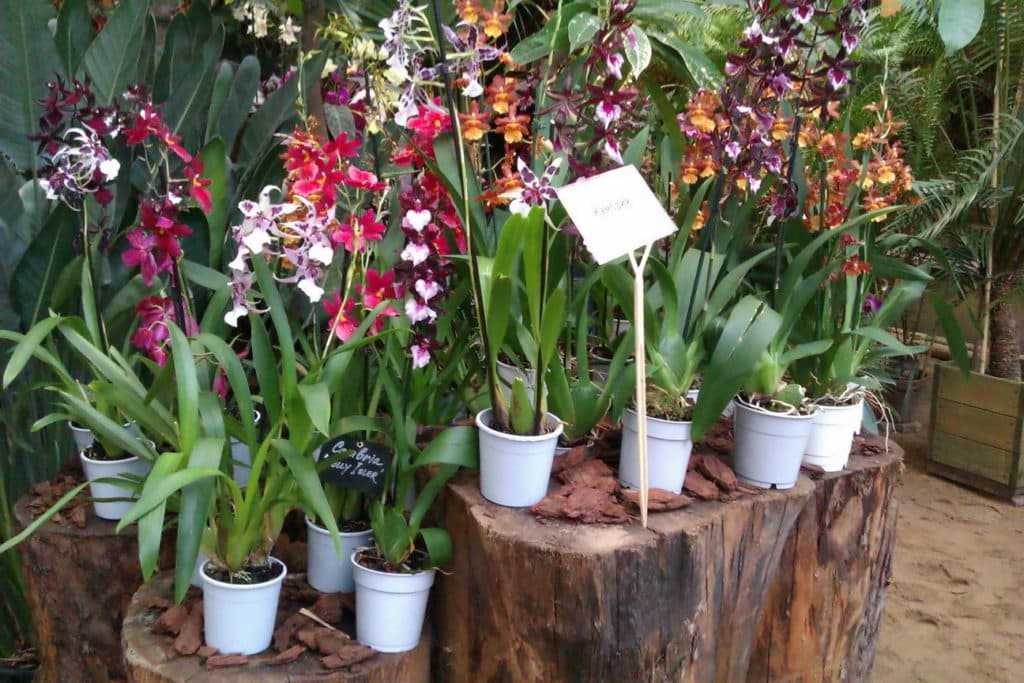 ᐉ орхидея камбрия: уход в домашних условиях, размножение, пересадка, почему желтеет - roza-zanoza.ru