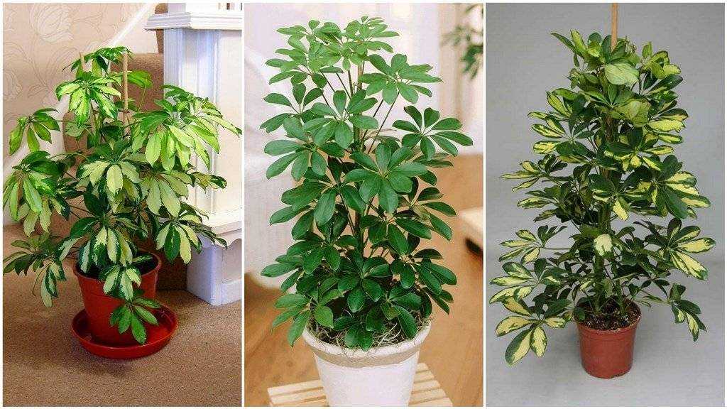 Шефлера: растение-зонтик может расти и в вашем доме