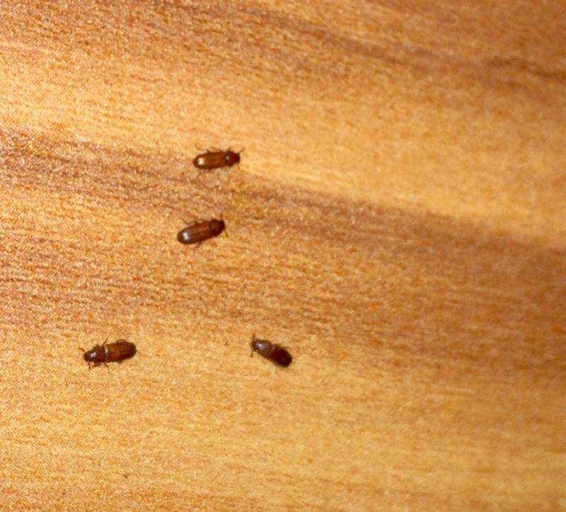 Как избавить дом от жуков: инструкция по ликвидации вредителей