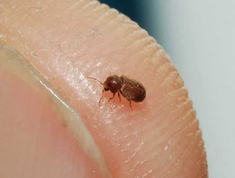 Откуда берется жук-кожеед в квартире и как от него избавиться?
