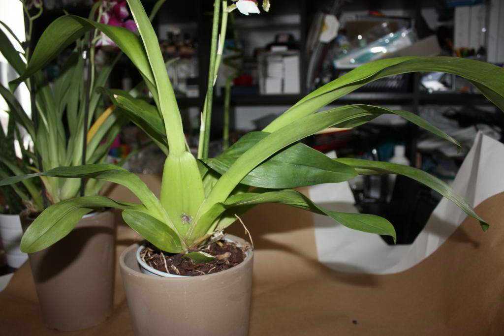 Описание орхидеи камбрия: посадка, уход и размножение в домашних условиях