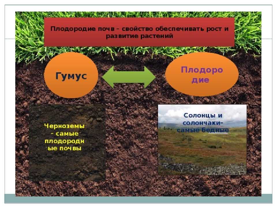 Как укрепить берега пруда на даче от сползания своими руками шпунтом и растениями