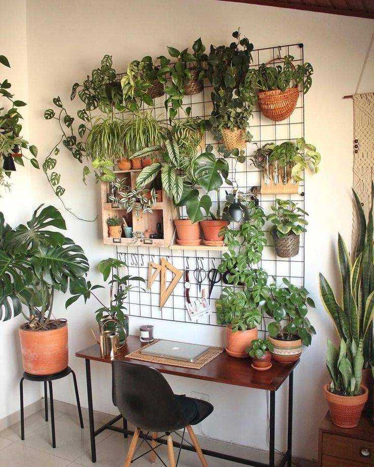 По фен-шуй: эти растения принесут счастье и благополучие в ваш дом