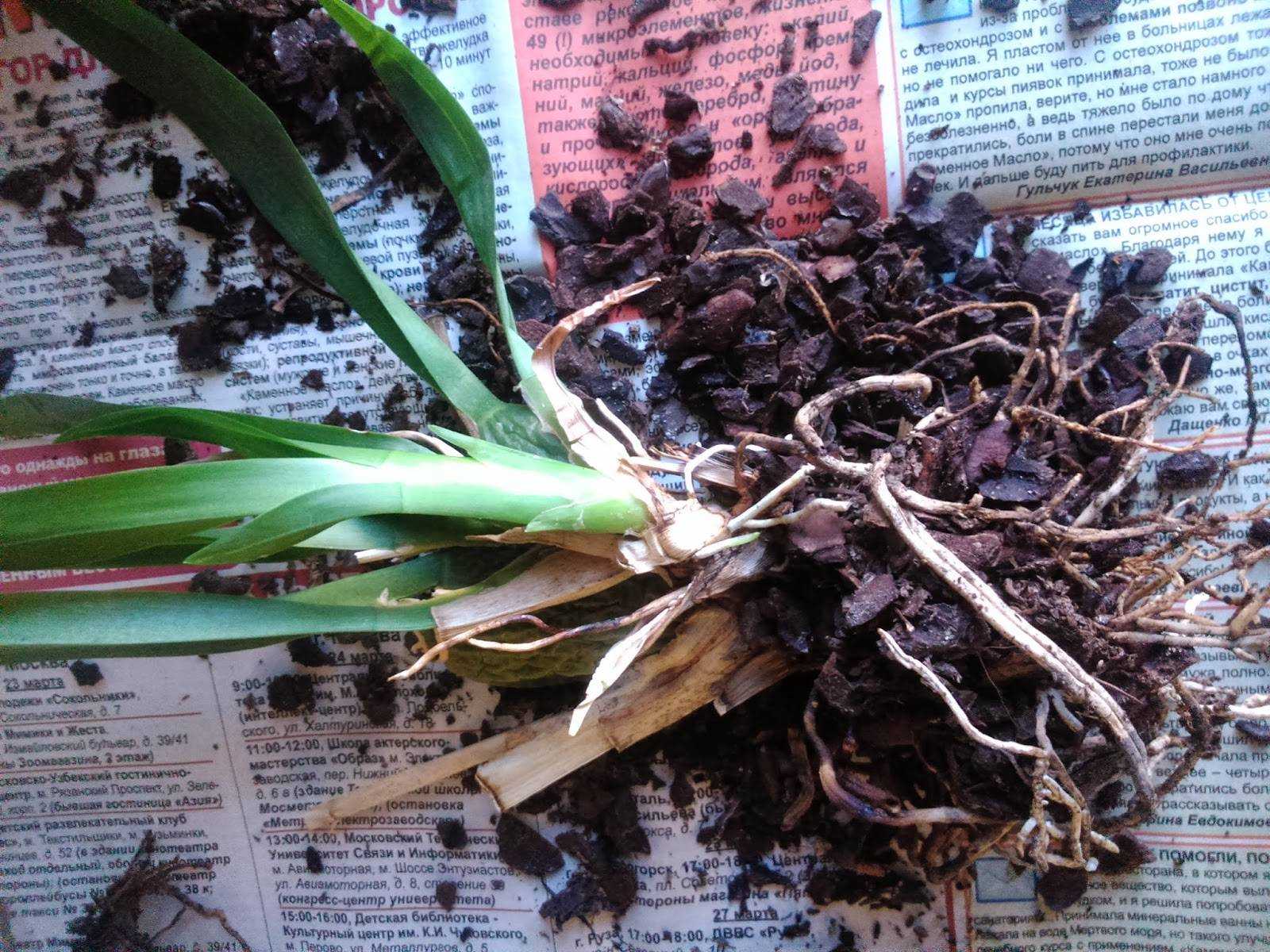 Орхидея камбрия (cambria): фото, описание вида и инструкция по уходу в домашних условиях, а также особенности покупки, посадки и размножения