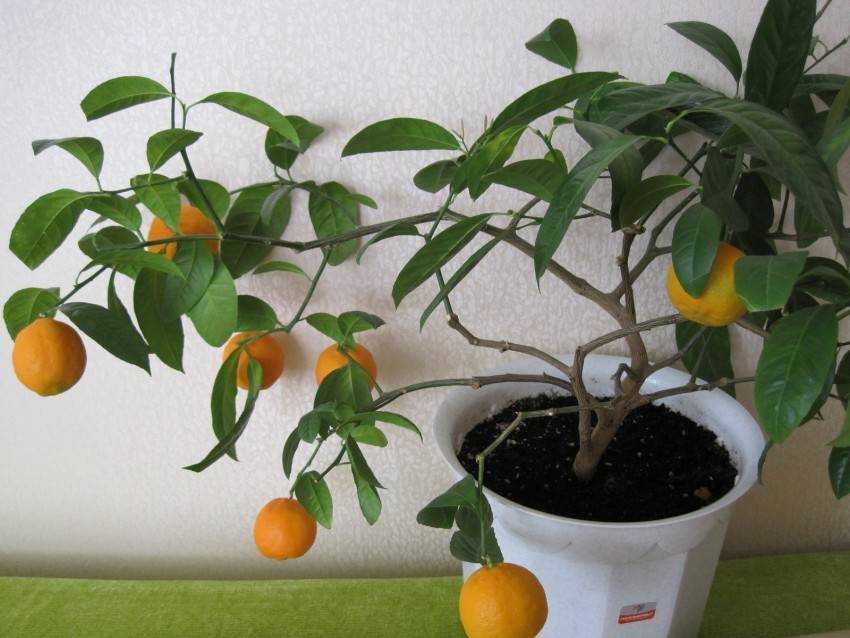 🍊 как вырастить мандарин из косточки в домашних условиях своими руками, уход за домашним мандарином