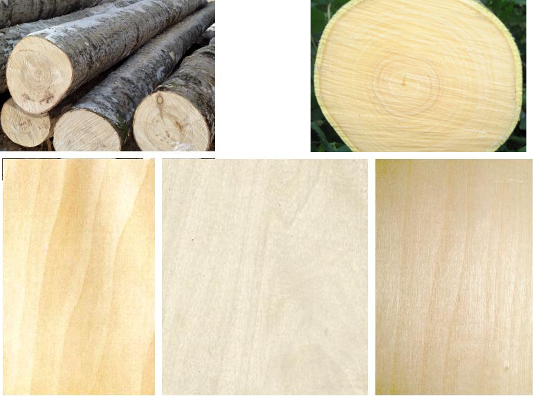 Уникальные физические, механические и химические свойства древесины ясеня