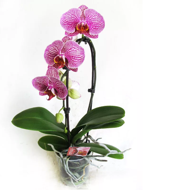 Орхидея купить в калуге