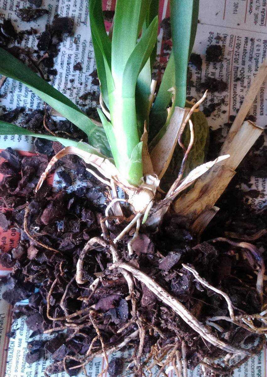 Камбрия орхидея - уход в домашних условиях, пересадка и размножение фото