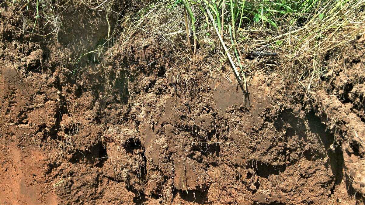 Газообразная почва. Почвы Марий Эл. Крошение почвы. Земля почва. Осолонцевание почв.