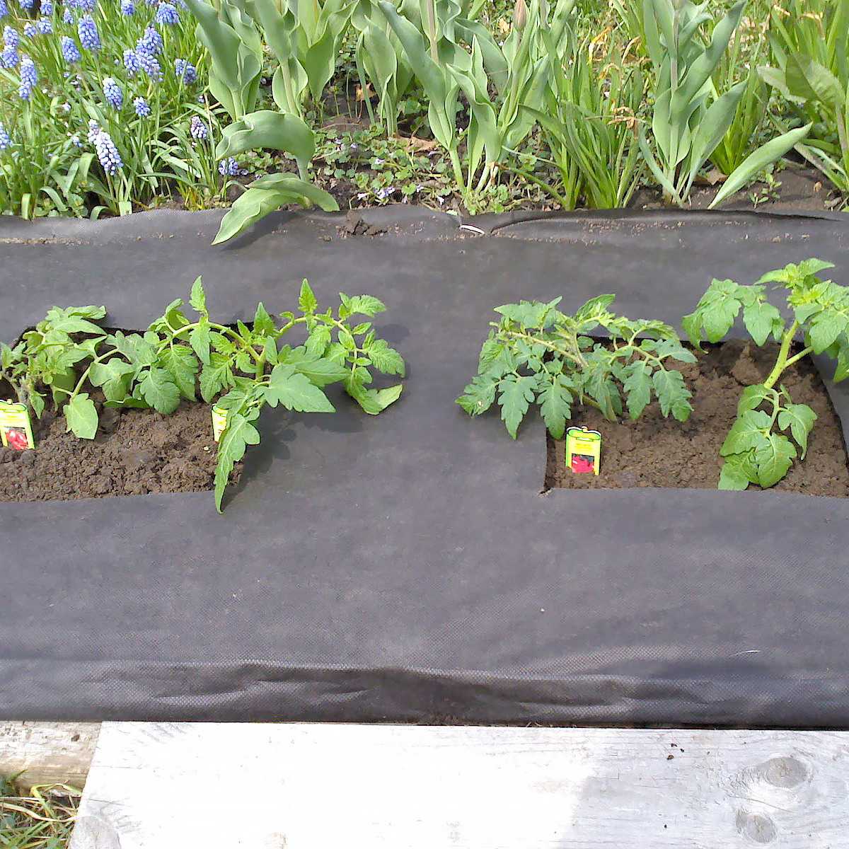 Выращивание клубники под агроволокном