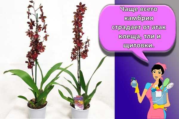 Орхидея камбрия: выращивание в домашних условиях, посадка и уход, пересадка и размножение